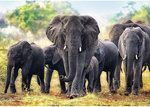 Puzzle 1000 el. Trefl 10442 African Elephants