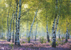 Puzzle 1000 Natura Brzozowy Las (Ravensburger)