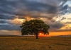Puzzle 1000 el. Enjoy 2065 Samotne drzewo