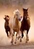Puzzle 1000 el. Clementoni 39771 Compact Running Horses