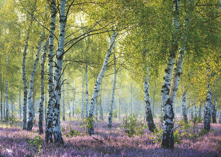 Puzzle 1000 Natura Brzozowy Las (Ravensburger)