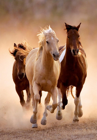 Puzzle 1000 el. Clementoni 39771 Compact Running Horses