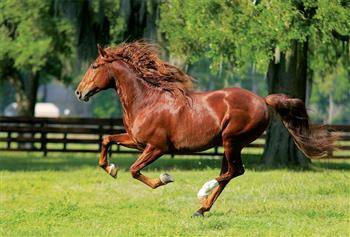 Puzzle 1000 Galop (Trefl)