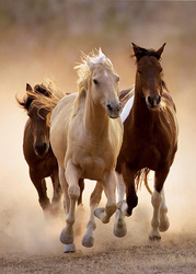 Puzzle 1000 el. Clementoni 39168 High Quality Running Horses